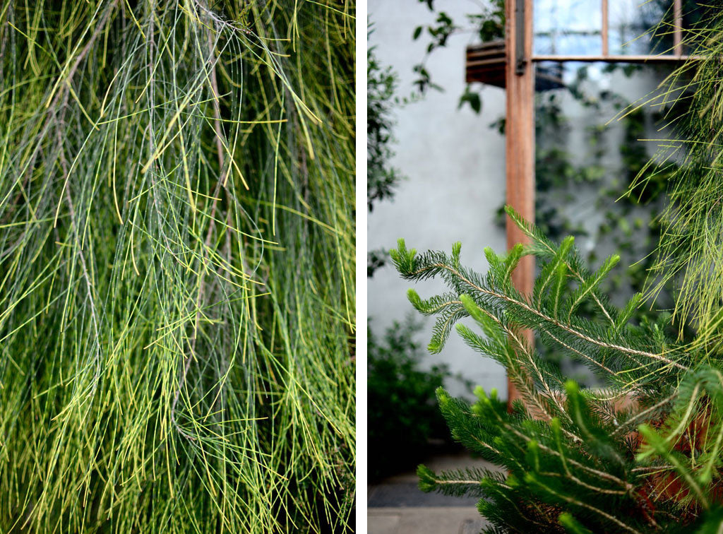 Photo Journal | Cambridge Botanic Gardens