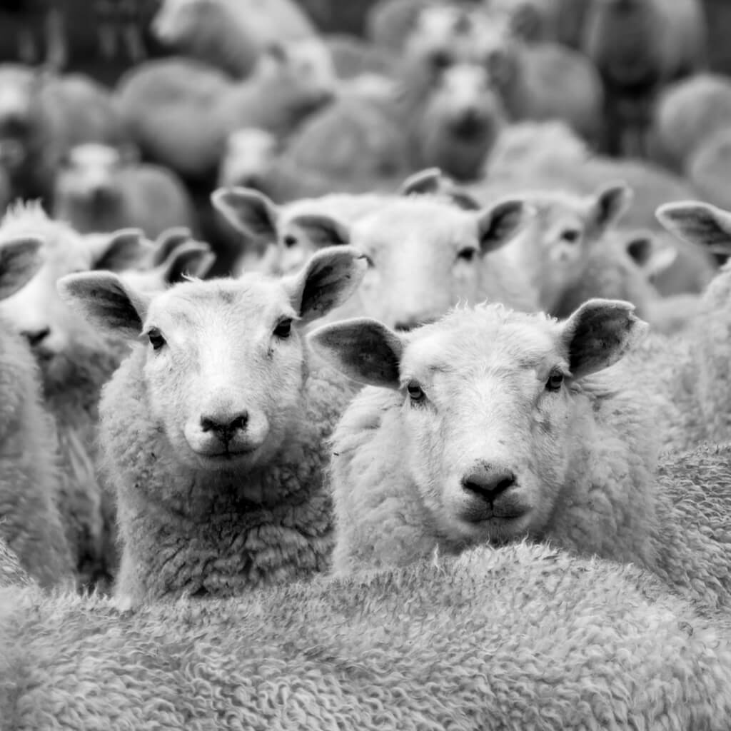 All about Wool - Our British Made Wool Blankets and Throws - Weald ...