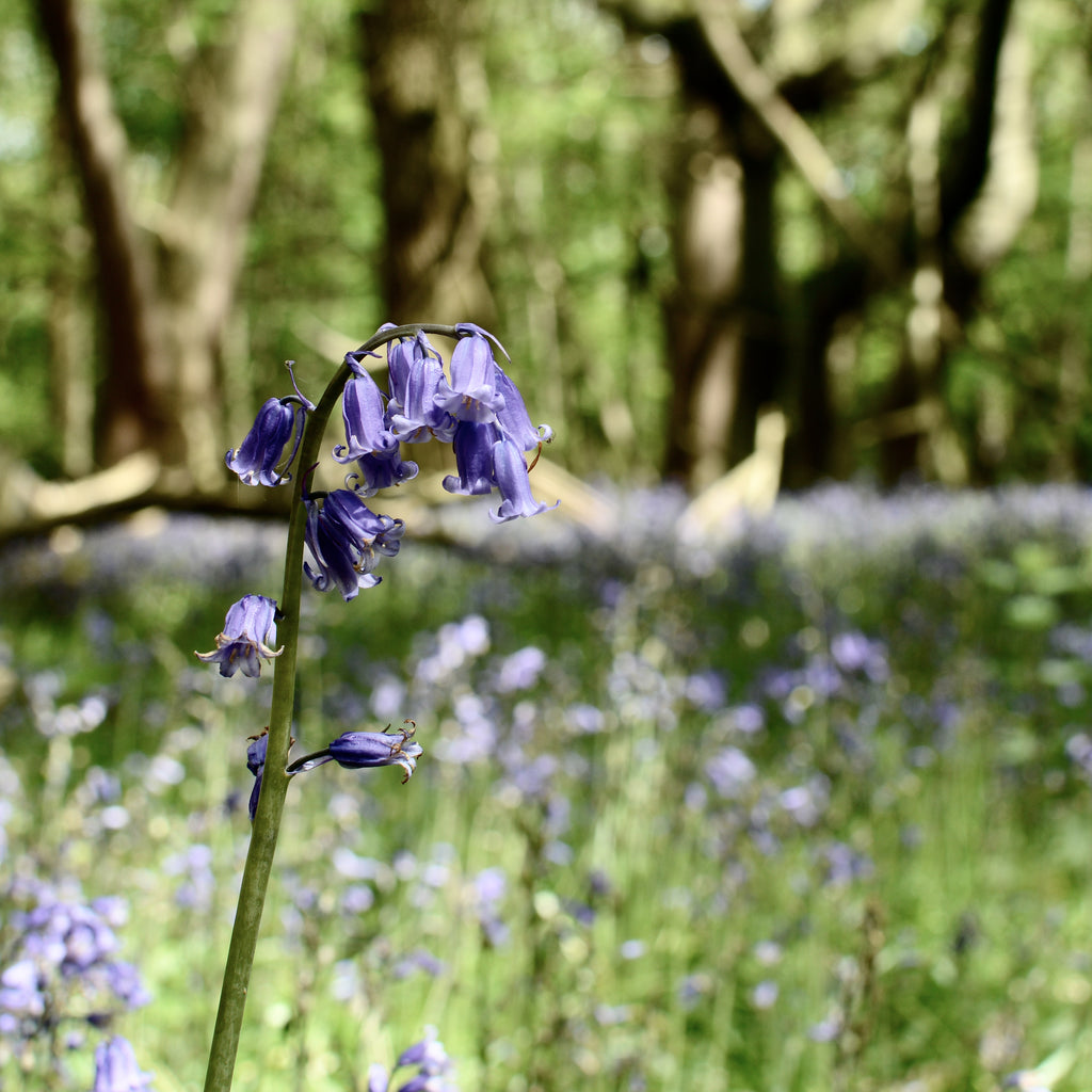 A Bluebell Spectacular at Ashridge Estate
